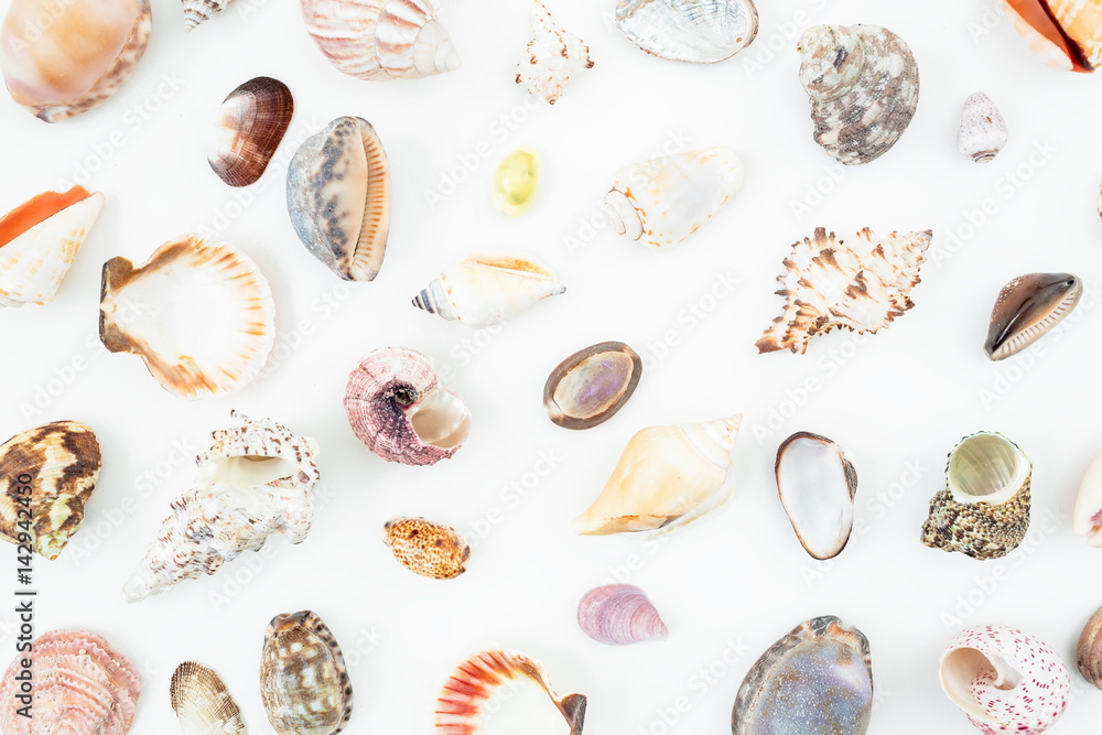 Abstract pattern shells isolated on white background. Flat lay. Top view. Ocean background Abstract pattern shells isolated on white background. Flat lay. Top view. Ocean background