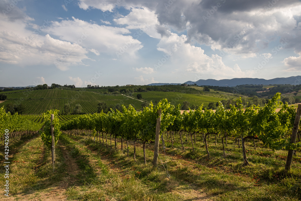 Fototapeta premium Some vineyard in summer, with green leaves, under a blue sky and white clouds