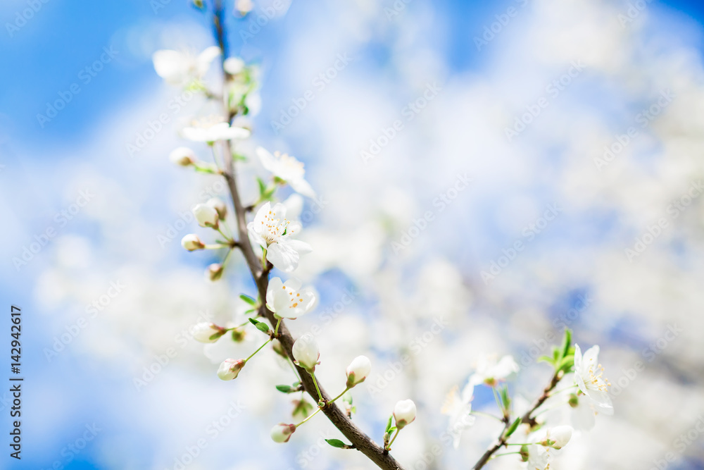 Flowering tree in blooming garden. Floral background. Flowering tree in blooming garden. Floral background.