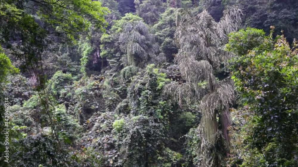 Inside the thick jungle Inside the thick jungle
