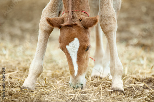 Bild auf Leinwand little foal eating a hay