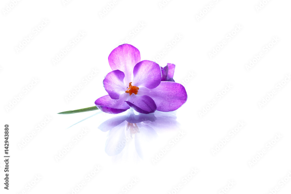 Beautiful purple crocus flower Beautiful purple crocus flower