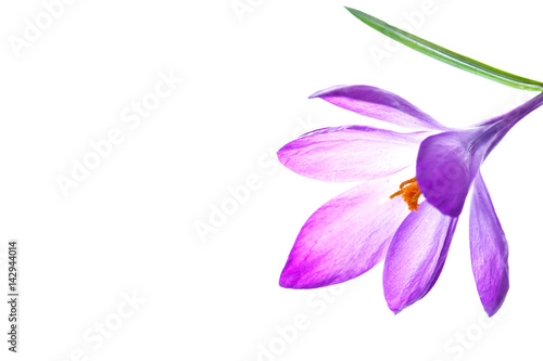 Beautiful purple crocus flower