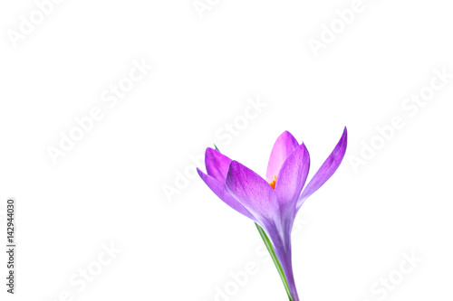 Beautiful purple crocus flower