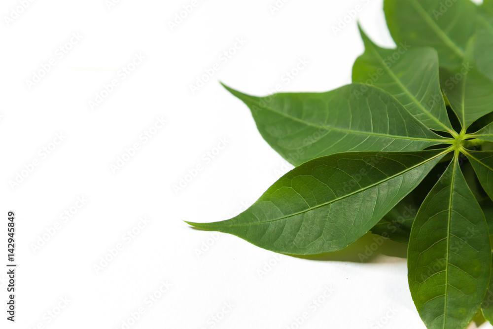 Fototapeta premium leaf on white background