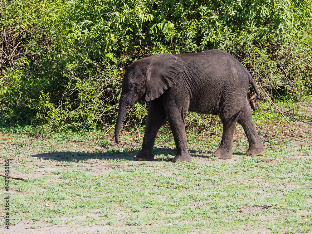 Baby elephant standing at green bush