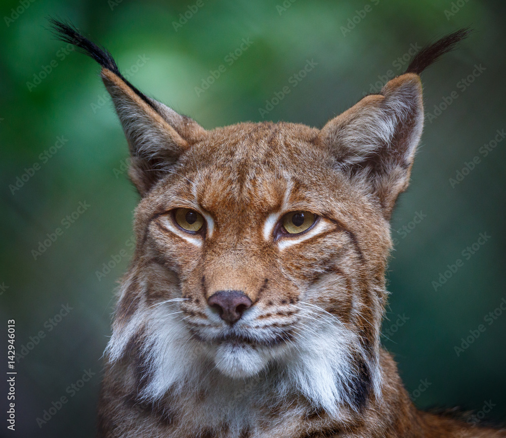 Obraz premium Luchs