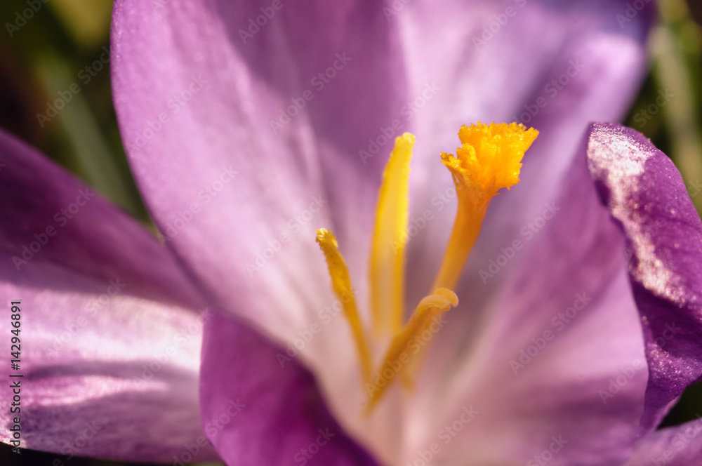 violet crocus close up violet crocus close up