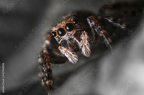 Close up jumping spider Carrhotus xanthogramma
