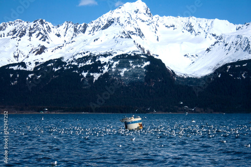 Flock of Gulls in Front of Mountain in Alaska