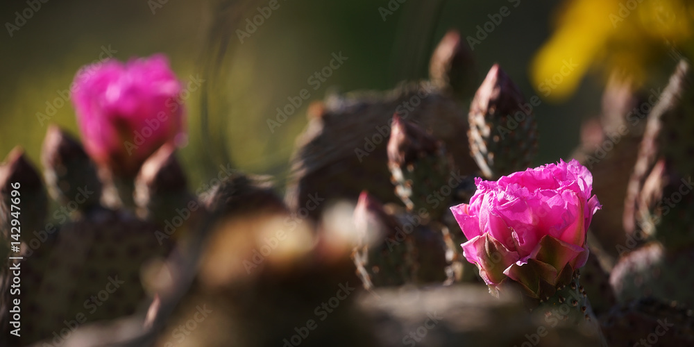 Desert superbloom flowers in Anza Borrego State Park` Desert superbloom flowers in Anza Borrego State Park`