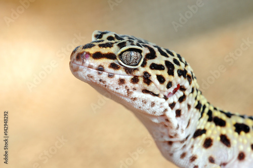 Eublepharis. Close-up of Cute leopard gecko (eublepharis macularius)