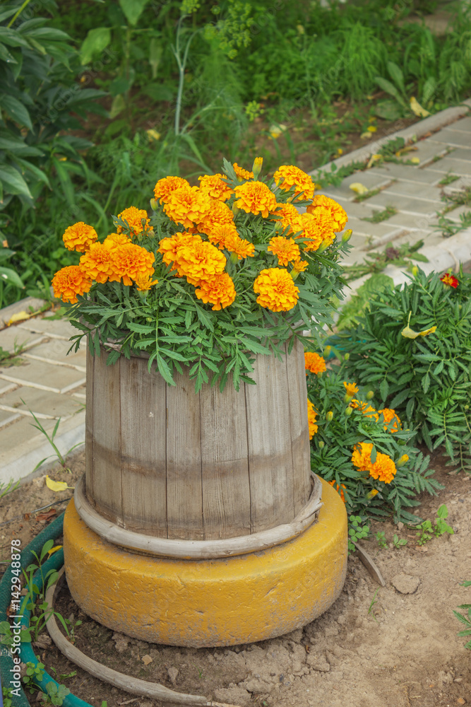 Flowers blossomed, planted in an old wooden barrel