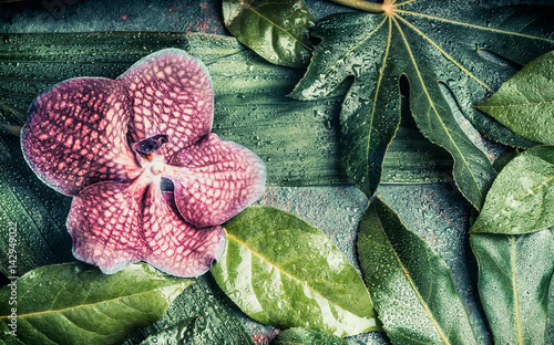 Floral banner with Orchid flowers on Creative tropical nature background with various palm and jungle leaves, top view. Exotic plants concept photo