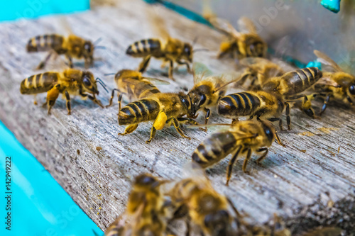 Bees fly into the hive. Nature, insects.