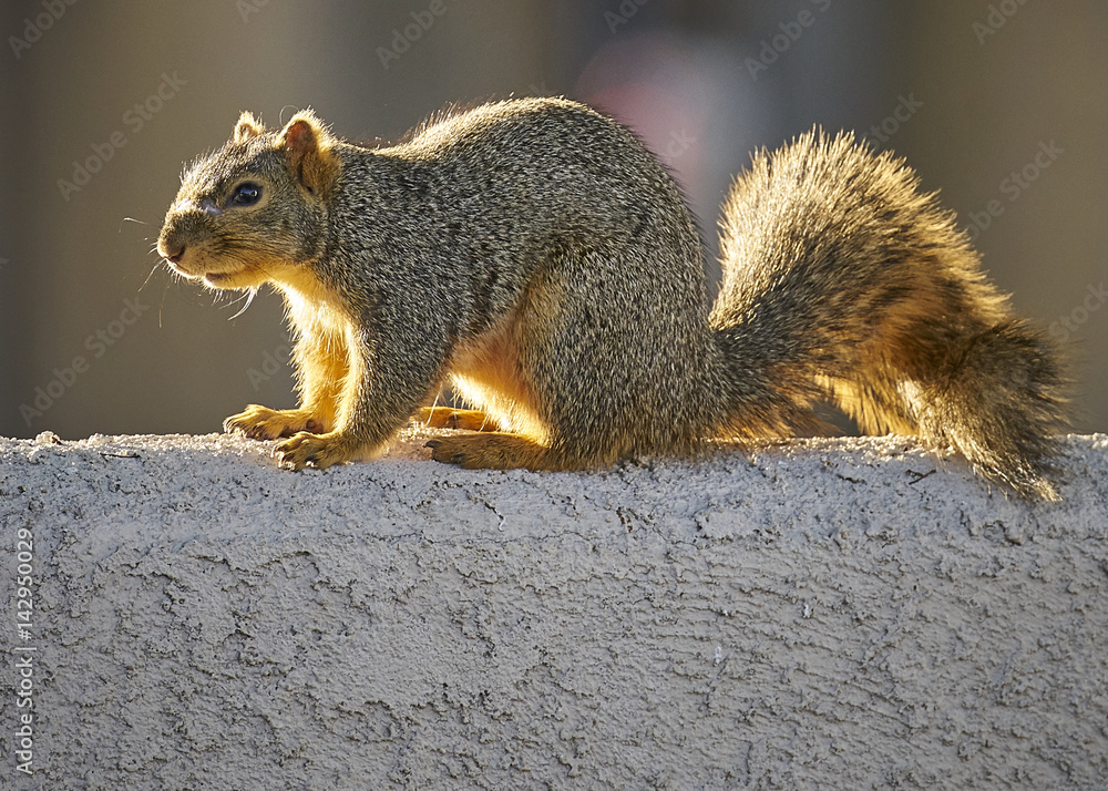 Cute brown squirrel on fence in sunlight Cute brown squirrel on fence in sunlight