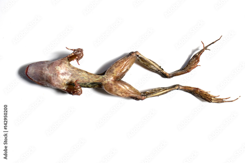 Dried Frog on White Background Dried Frog on White Background