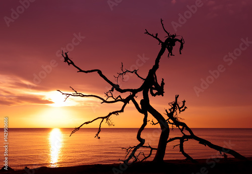 Snag on the background of the sea sunrise © Sozh