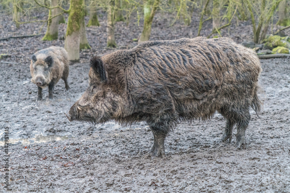 Wild pig in national park, Flevoland, the Netherlands