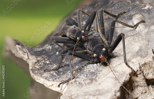 Black Beauty Beetles Mating Couple