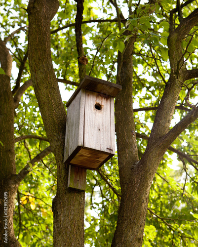 birdhouse in a tree