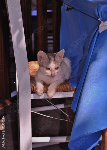 Greek cat 