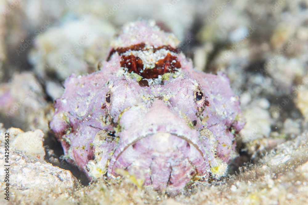 Camouflaged Humpback Scorpionfish on Seafloor in Indonesia