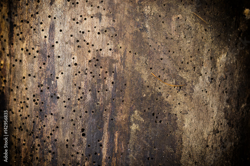 Wood damaged by woodworm