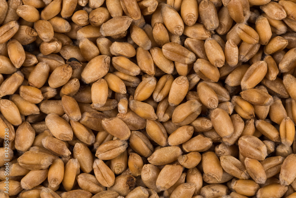 whole background of wheat grain whole background of wheat grain