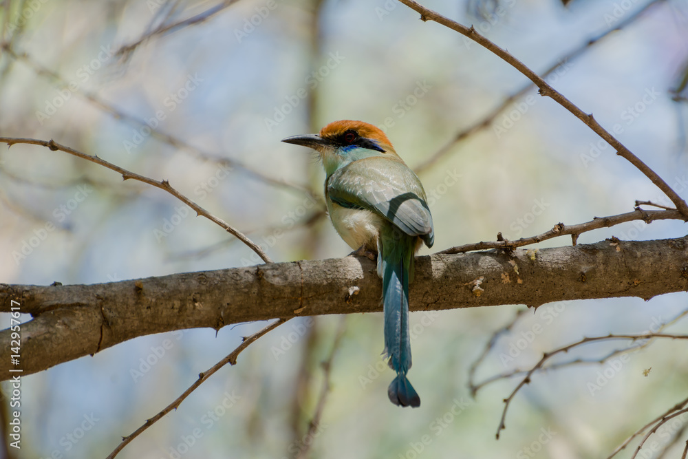 Naklejka premium El pájaro ve a un lado.