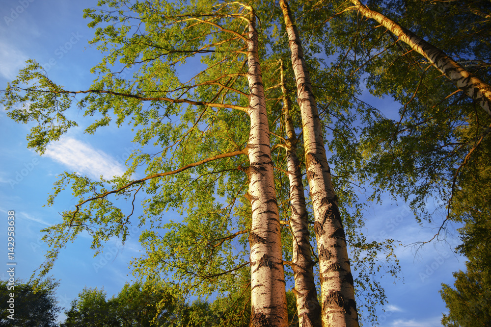 Fototapeta premium summer in sunny birch forest