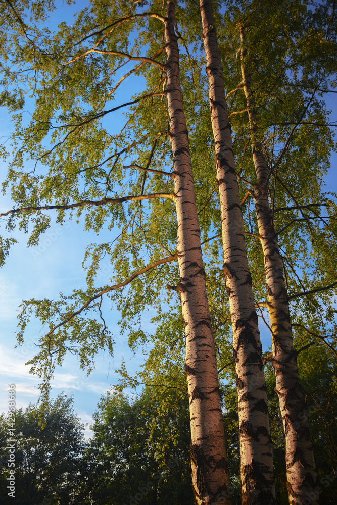 Fototapeta premium summer in sunny birch forest