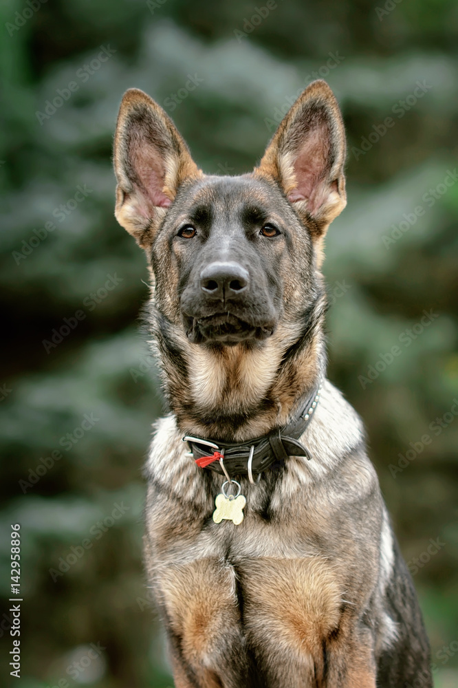 German shepherd working dilution rests on obedience/ The collar with adress. Sunny day. Portrait funny dog