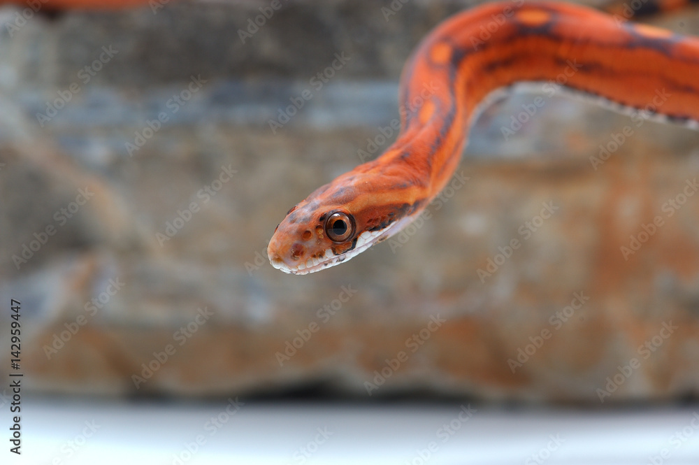 Naklejka premium snake isolated on white background
