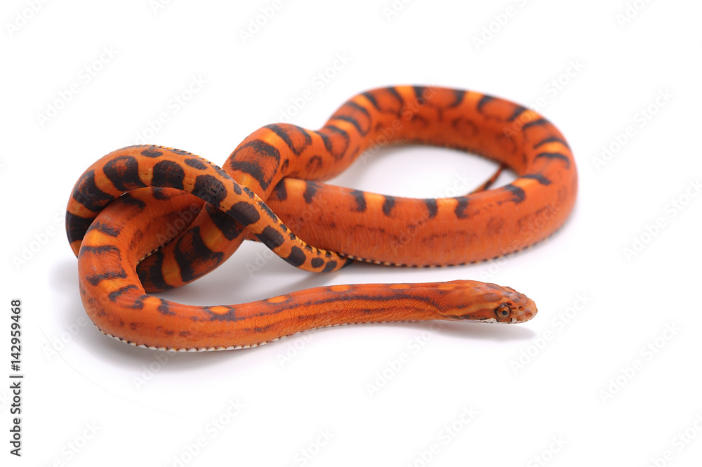 Obraz premium snake isolated on white background