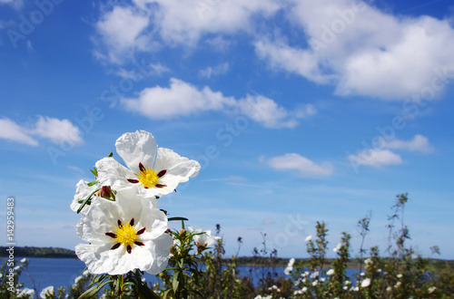 Gum rockrose - Cistus ladanifer at south of Portugal photo