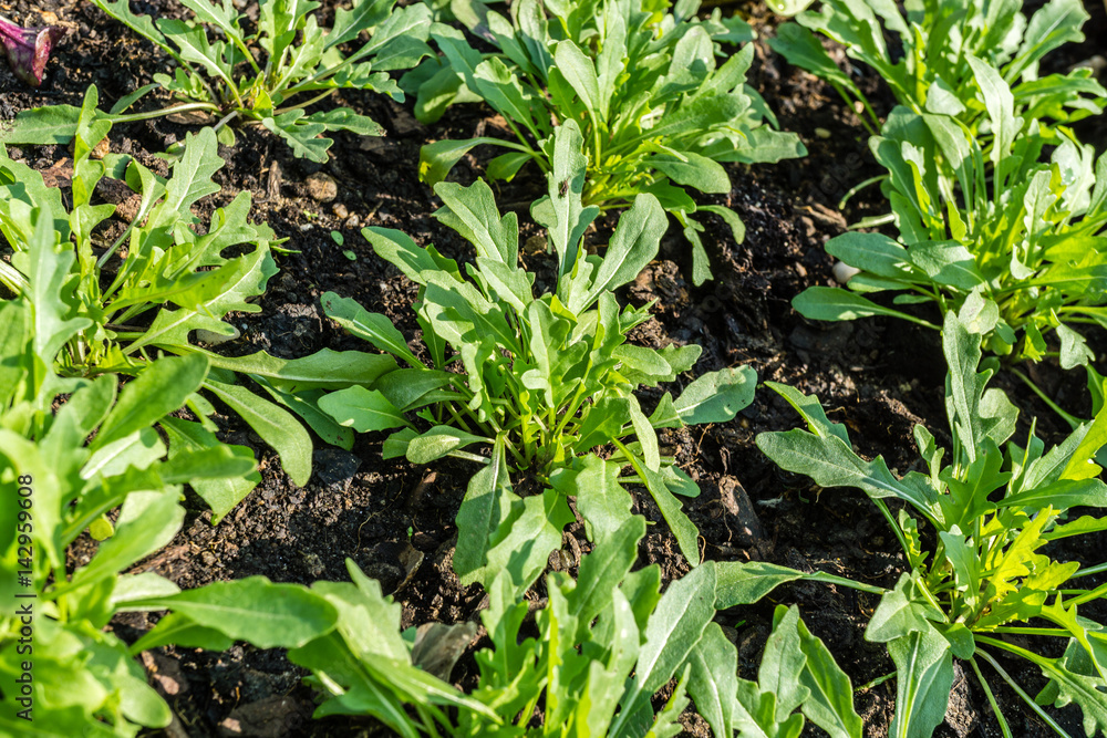 Rucola im Hochbeet Rucola im Hochbeet