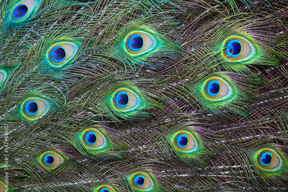 Obraz premium Beautiful peacock