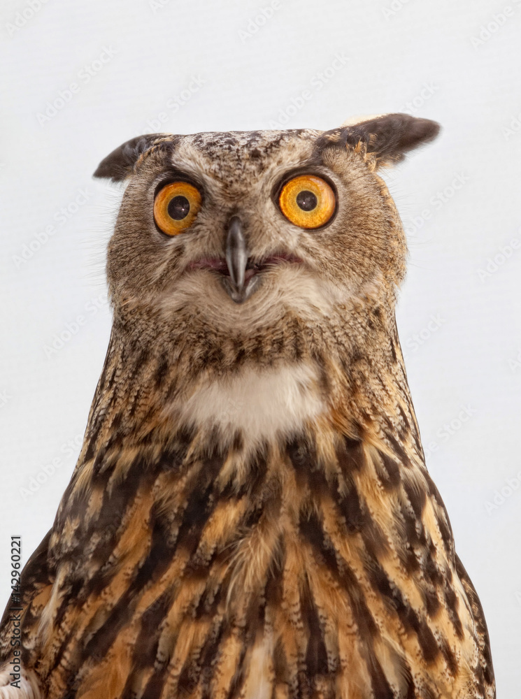 Eurasian Eagle Owl Eurasian Eagle Owl
