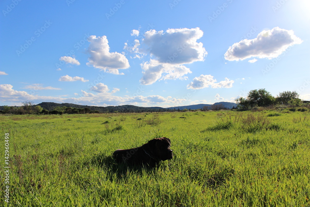 chien cane corso allongé dans un pré