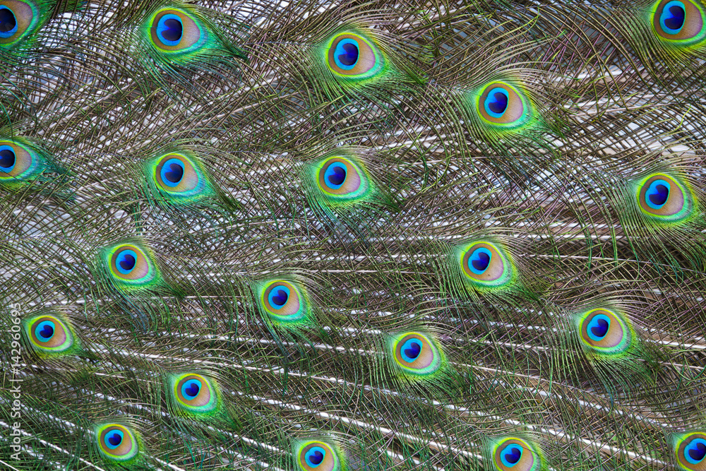 Obraz premium Beautiful Peacock Feathers