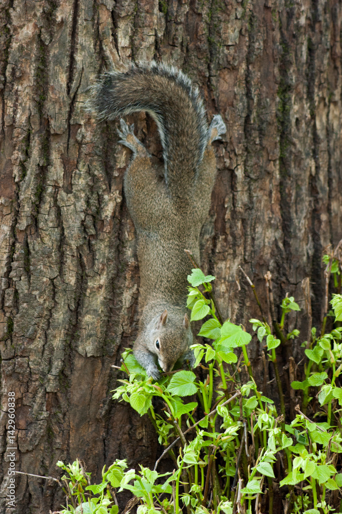 Obraz premium Squirrel in the park with tree