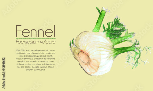 Fennel - whole bulb watercolor