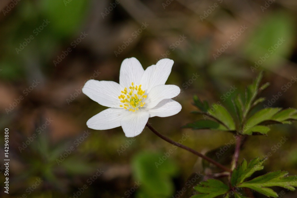 Anemone spring forest. Anemone spring forest.