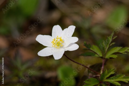 Anemone spring forest.