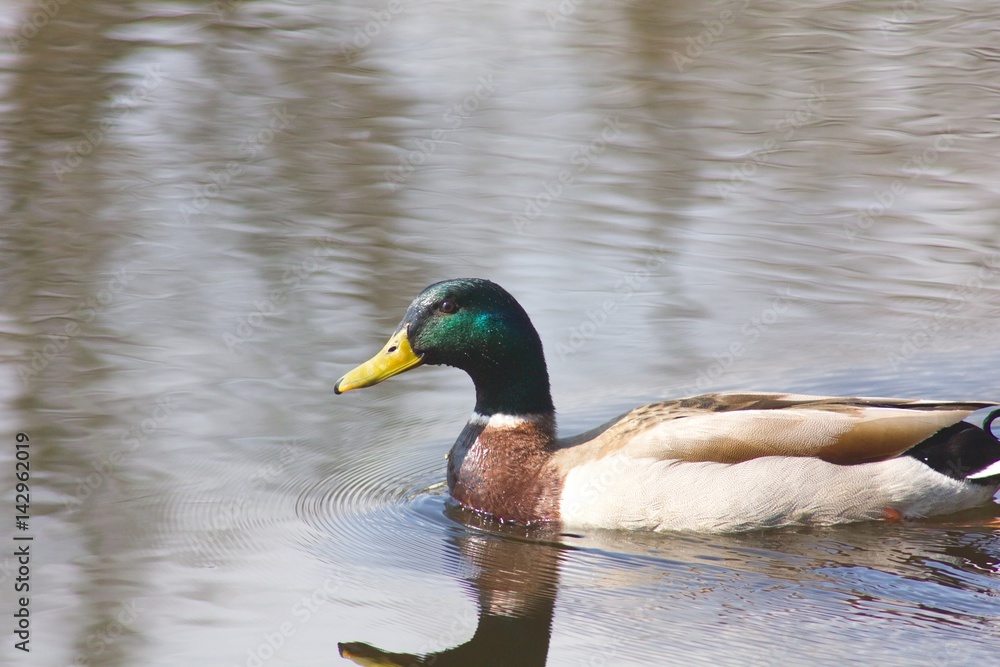 Obraz premium Wild duck