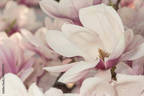 Magnolienbl  te im Bl  tenmeer am Abend