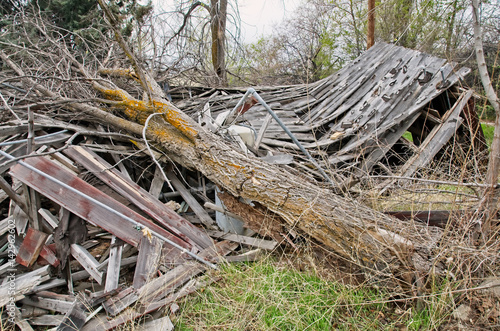Wallpaper Mural Fallen tree on destroyed wood building Torontodigital.ca