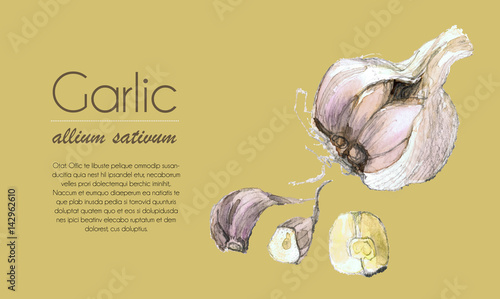 Garlic - bulb with single toes watercolor