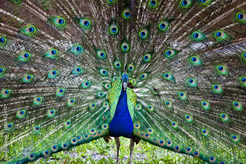 Obraz premium Beautiful peacock